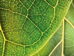 Karya Jawara Kontes Foto Makro Apple yang Memukau Mata