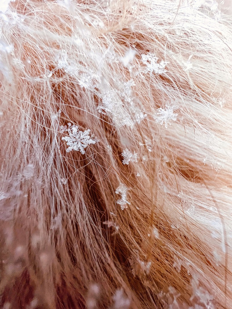 Deretan foto makro jawara kontes foto Shot on iPhone Challenge yang diselenggarakan Apple