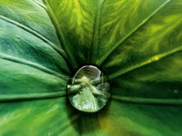 Deretan foto makro jawara kontes foto Shot on iPhone Challenge yang diselenggarakan Apple