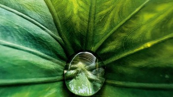 Hidden Gem karya Jirasak Panpiansin dari Chaiyaphum City, Thailand. Foto ini diambil menggunakan iPhone 13 Pro Max. Foto: Jirasak Panpiansin