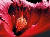 Deretan foto makro jawara kontes foto Shot on iPhone Challenge yang diselenggarakan Apple