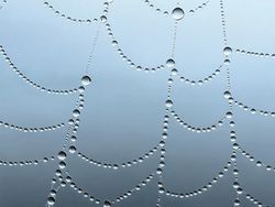 Karya Jawara Kontes Foto Makro Apple yang Memukau Mata