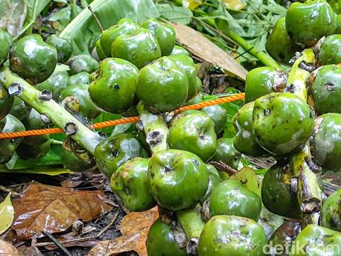 Proses panen kolang-kaling di Dusun Kembang, Kalurahan Jatimulyo, Kapanewon Girimulyo, Rabu (13/4/2022).