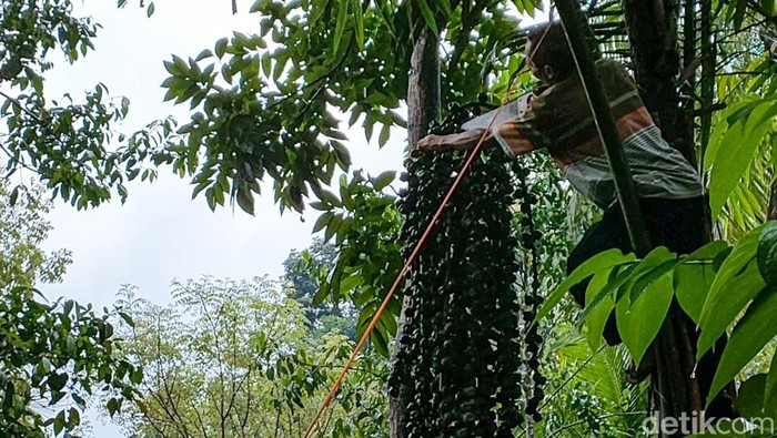 Proses panen kolang-kaling di Dusun Kembang, Kalurahan Jatimulyo, Kapanewon Girimulyo, Rabu (13/4/2022).