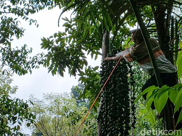 Proses panen kolang-kaling di Dusun Kembang, Kalurahan Jatimulyo, Kapanewon Girimulyo, Rabu (13/4/2022).