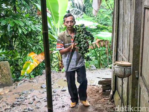 Proses panen kolang-kaling di Dusun Kembang, Kalurahan Jatimulyo, Kapanewon Girimulyo, Rabu (13/4/2022).