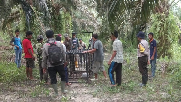 Petugas memasang perangkap harimau.