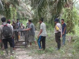 Harimau Dievakuasi dari Habitatnya Usai Masuk Kampung