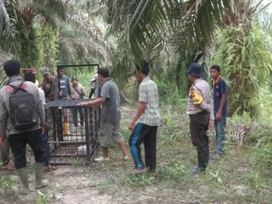 Harimau Dievakuasi dari Habitatnya Usai Masuk Kampung