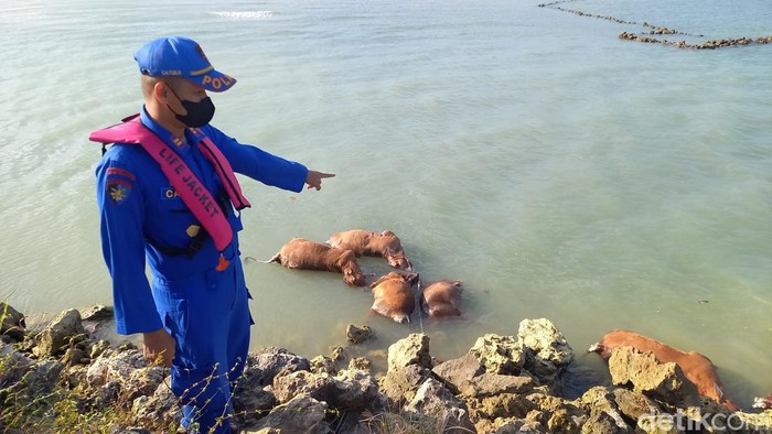 Sejumlah petugas masih kerepotan mengevakuasi belasan bangkai sapi yang mengambang di Pantai Camplong, Sampang