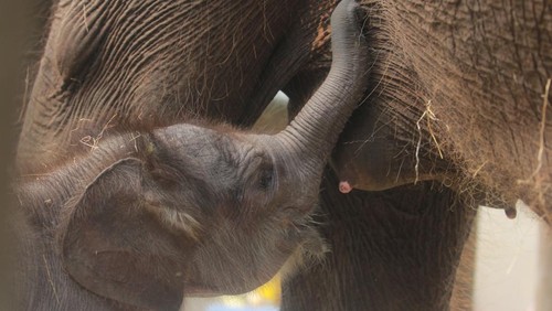 Lanang, bayi Gajah Sumatera yang lahir pertama kali di Bali Zoo.