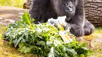 Fatou merupakan Gorila dataran rendah yang berasal dari Afrika. Menurut World Wide Fund for Nature (WWF) gorila ini dapat ditemukan di Republik Demokratik Kongo, Republik Kongo, Kamerun, Gabon, Guinea Khatulistiwa, dan Republik Afrika Tengah.