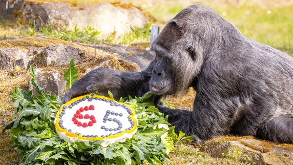 Berlin Zoo sedang bersuka cita karena salah satu penghuni mereka berulang tahun. Yaitu Fatou, seekor gorila tertua di dunia yang memasuki usia ke 65 tahun.
