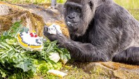 Terlihat Fatou menikmati kue ulang tahunnya.