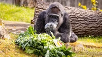 Kebun binatang pun merayakan ulang tahun Fatou dengan memberika dia kue beras yang dihiasi dengan buah dan dedaunan.