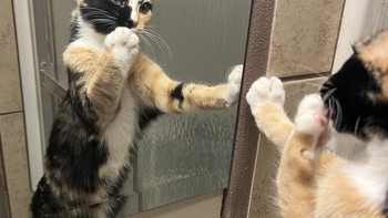 Aku cantik ya, kata si kucing. Foto: Brightside