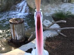 Kumpulan Foto Lucu dengan Timing yang Tepat