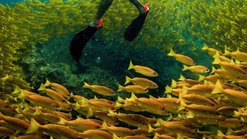 Keren! momen yang tepat seperti dikelilingi ribuan ikan. Foto: Brightside