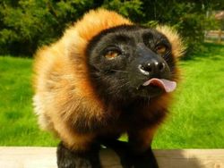 Kumpulan Foto Lucu dengan Timing yang Tepat