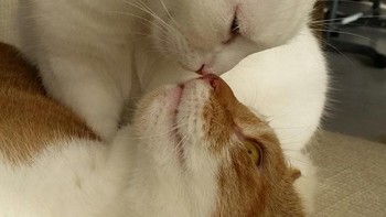 Foto romantis sepasang kucing. Foto: Brightside