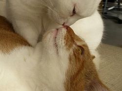 Kumpulan Foto Lucu dengan Timing yang Tepat