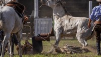 Kuda yang ditunggangi para gaucho, sebutan para penunggang kuda ini, bukan sembarang kuda, melainkan kuda-kuda liar. Kemampuan para gaucho yang diuji adalah kemampuan mereka menguasai keliaran kuda selama mungkin tanpa terjatuh dari tunggangannya.  
