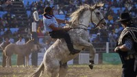 Seekor gaucho jatuh dari kuda selama rodeo di Montevideo, Uruguay, Kamis (14/4/2022) waktu setempat.  