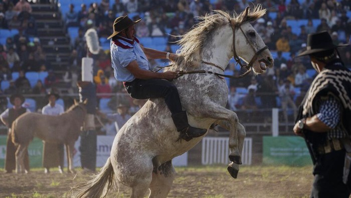 Jungkir Balik Para Koboi Taklukan Kuda Liar di Paraguay Gauchos watch the horse taming exhibition during the