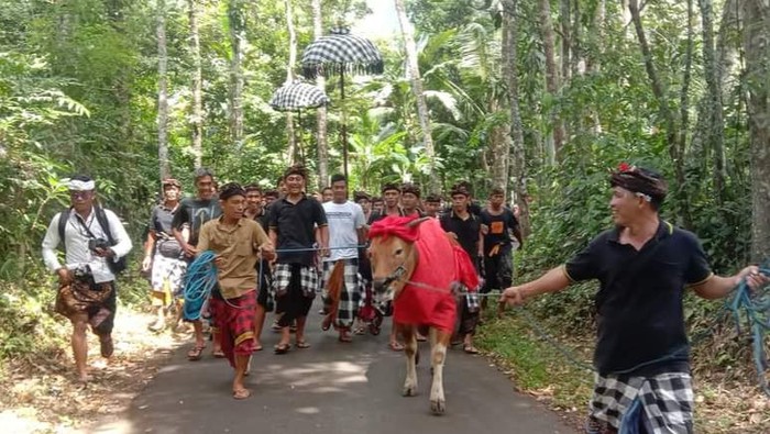Masyarakat Desa Adat Gegelang, Karangasem, Bali melaksanakan tradisi mejaga-jaga.