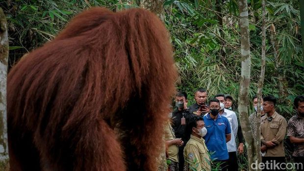 Sandiaga dan Orang Utan Bukit Lawang