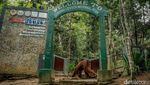 Potret Sandiaga Silaturahmi dengan Orangutan Bukit Lawang