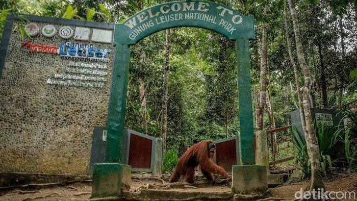 Sandiaga dan Orang Utan Bukit Lawang