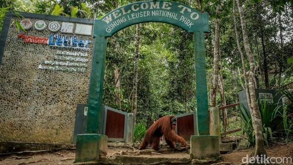 Destinasi wisata Bukit Lawang selama ini dikenal menghadirkan konsep wisata berbasis alam dan berkelanjutan. Bukit Lawang pun jadi rumah yang nyaman bagi spesies orangutan. (dok. Kemenparekraf)