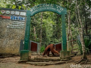 Harga Tiket Bukit Lawang Weekday dan Weekend serta Aktivitas Seru di Sana
