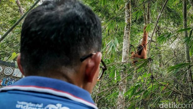 Sandiaga dan Orang Utan Bukit Lawang