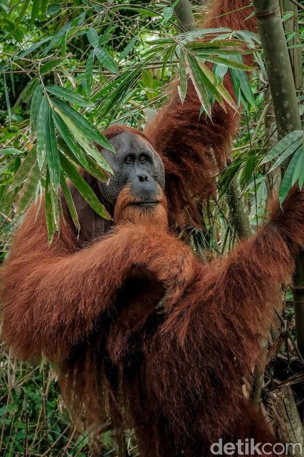 Oh iya, orangutan yang ketemu dengan Sandiaga Uno tadi ternyata belum punya nama. Oleh Sandiaga dan Djohar Arifin Husin, anggota komisi X DPR RI, orangutan itu akhirnya diberi nama Si Alang, kepanjangan dari Aset Langka. Sandiaga pun setuju dan mengapresiasi nama yang diberikan oleh Djohar itu. (dok. Kemenparekraf) Oh iya, orangutan yang ketemu dengan Sandiaga Uno tadi ternyata belum punya nama. Oleh Sandiaga dan Djohar Arifin Husin, anggota komisi X DPR RI, orangutan itu akhirnya diberi nama Si Alang, kepanjangan dari Aset Langka. Sandiaga pun setuju dan mengapresiasi nama yang diberikan oleh Djohar itu. (dok. Kemenparekraf)
