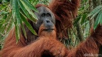 Oh iya, orangutan yang ketemu dengan Sandiaga Uno tadi ternyata belum punya nama. Oleh Sandiaga dan Djohar Arifin Husin, anggota komisi X DPR RI, orangutan itu akhirnya diberi nama Si Alang, kepanjangan dari Aset Langka. Sandiaga pun setuju dan mengapresiasi nama yang diberikan oleh Djohar itu. (dok. Kemenparekraf)
