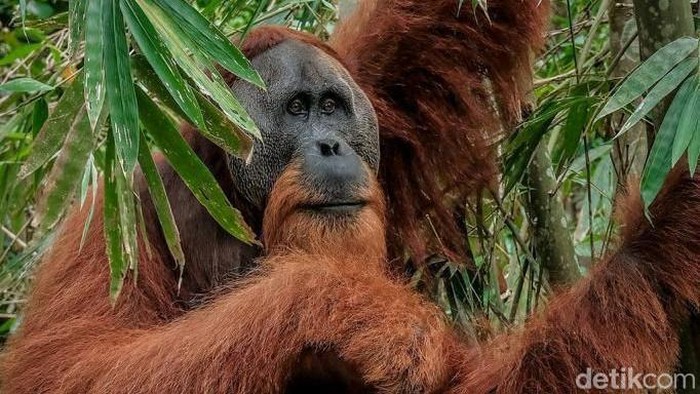 Sandiaga dan Orang Utan Bukit Lawang