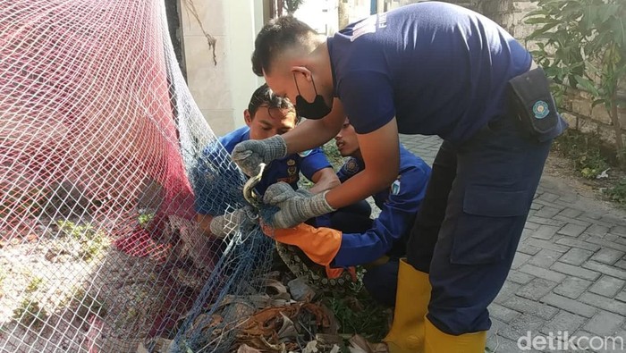 Ular Sanca Kembali Meneror Permukiman Warga Lamongan