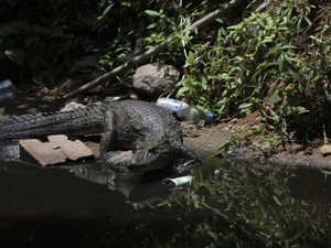 Ngeri! Buaya-Ular Mendadak Bermunculan di Jalan-jalan Rio de Janeiro