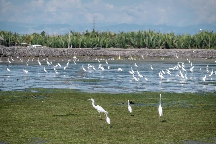 Desa Wisata Cinta Raja yang hanya berjarak tempuh 15 menit dari Kota Langsa ini menjadi lokasi persinggahan burung-burung yang bermigrasi dari berbagai benua di dunia