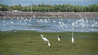 Desa wisata Cinta Raja menjadi suatu destinasi yang sangat spesial. Karena memiliki keunikan satwa yaitu burung-burung yang datang (bermigrasi) dari seluruh dunia Diketahui, Desa Wisata Cinta Raja yang hanya berjarak tempuh 15 menit dari Kota Langsa, Aceh.