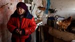 Ayam Peliharaan Selamatkan Hidup Nenek Ukraina saat Perang