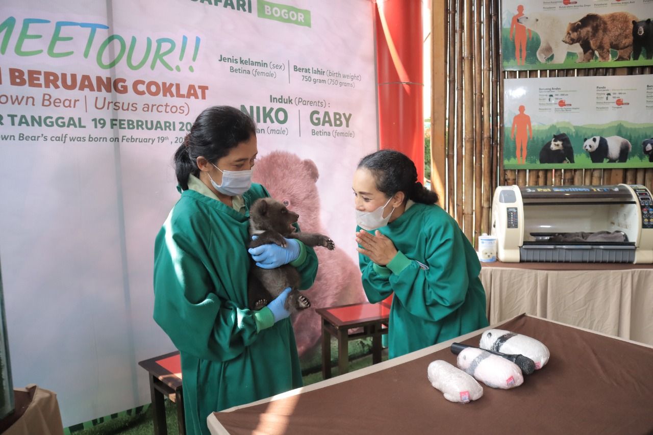 Bayi beruang cokelat di Taman Safari Bogor