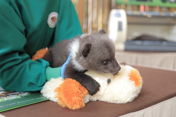 Bayi beruang cokelat di Taman Safari Bogor