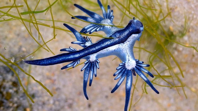 Blue Dragon Blue Dragon, Glaucus Atlanticus, Blue Sea Slug