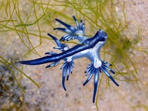 Pantai Spanyol Ditutup Usai Ada Naga Biru, Makhluk Laut Cantik yang Mematikan