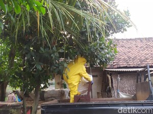 Ancam Keselamatan Anak-anak, Sarang Tawon Vespa di Mojokerto Dievakuasi