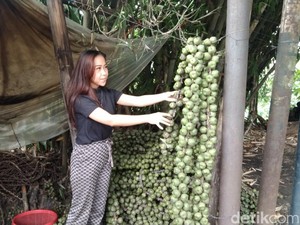 Berkah Ramadan Bagi Penjual Kolang-kaling di Majalengka