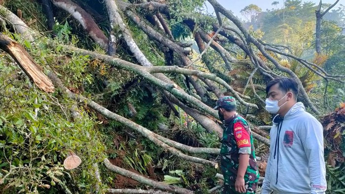 Warga bersama petugas mengecek pohon tumbang di Banjarnegara, Minggu (17/4/2022).